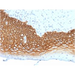 CD44v3 (Marker of Tumor Metastasis)(3G5), CF568 conjugate, 0.1mg/mL