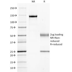 Guanine nucleotide-binding protein alpha-q / GNAQ / G-ALPHA-q(GNAQ/2434), CF568 conjugate, 0.1mg/mL