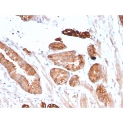 Flt3 / CD135(FLT3/2458), CF568 conjugate, 0.1mg/mL