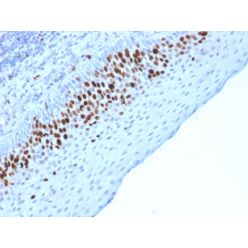 Ki-67 (Proliferating Cell Marker)(MKI67/2463), CF568 conjugate, 0.1mg/mL