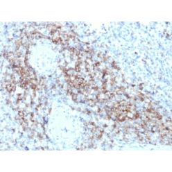Biotium BNC682479-100, CD3e (T-Cell Marker) (C3e/2479), CF568 conjugate, 0.1mg/mL