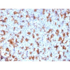 Biotium BNC682507-500, CD11c (Dendritic Cell Marker) (ITGAX/2507), CF568 conjugate, 0.1mg/mL