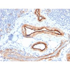 MTF1(MTF1/2649), CF568 conjugate, 0.1mg/mL