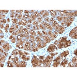 MUC1 / CA15-3 / EMA / CD227 (Epithelial Marker)(MUC1/2818R), CF568 conjugate, 0.1mg/mL