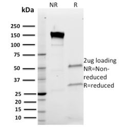 Biotium BNC682826-100, Band III(Q1/156), CF568 conjugate, 0.1mg/mL