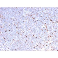 MCM7 (Proliferation Marker)(MCM7/2832R), CF568 conjugate, 0.1mg/mL