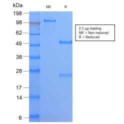 HLA-DQ (MHC II)(HLA-DQA1/2866R), CF568 conjugate, 0.1mg/mL
