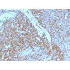 Biotium BNC682875-500, CD44 / HCAM Std. (HCAM/2875R), CF568 conjugate, 0.1mg/mL