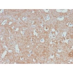 Neurofilament (NF-L) (Neuronal Marker) (NEFL/2983R), CF568 conjugate, 0.1mg/mL