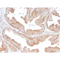 CD47 / IAP (Integrin Associated Protein)(CD47/3019), CF568 conjugate, 0.1mg/mL