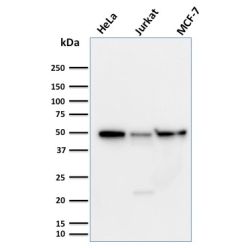 Cyclin A1(XLA1-3), CF568 conjugate, 0.1mg/mL