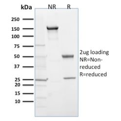 EGLN1 / PHD2(366G/76/3), CF568 conjugate, 0.1mg/mL