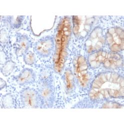 MUC4 (Mucin 4 / Gastric Mucin)(MUC4/3084), CF568 conjugate, 0.1mg/mL