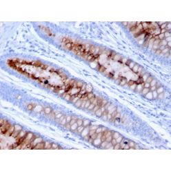 MUC4 (Mucin 4 / Gastric Mucin)(MUC4/3105), CF568 conjugate, 0.1mg/mL