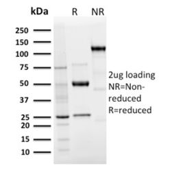 Langerin / CD207 (Marker of Langerhans Cells)(LGRN/3136R), CF568 conjugate, 0.1mg/mL