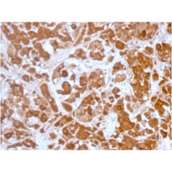 Growth Hormone (Pituitary Marker)(GH/3155), CF568 conjugate, 0.1mg/mL