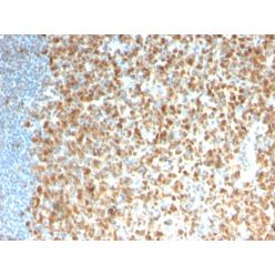 MCM7 (Proliferation Marker)(rMCM7/1468), CF568 conjugate, 0.1mg/mL