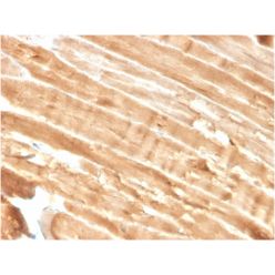 Dystrophin (DMD) (Marker of Duchenne and Becker Muscular Dystrophy)(DMD/3244), CF568 conjugate, 0.1mg/mL