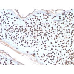 Histone H1 (Pan Nuclear Marker)(AE-4), CF568 conjugate, 0.1mg/mL
