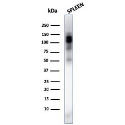 Biotium BNC683338-100, CD11b / MAC-1 (Microglial Marker)(ITGAM/3338), CF568 conjugate, 0.1mg/mL