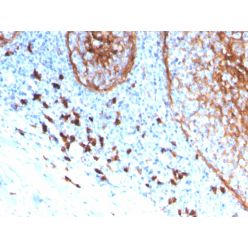 Biotium BNC683339-100, CD11b / MAC-1 (Microglial Marker)(ITGAM/3339), CF568 conjugate, 0.1mg/mL