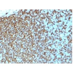 HLA-Pan (MHC II)(rHLA-Pan/3475), CF568 conjugate, 0.1mg/mL