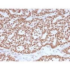 Estrogen Receptor, alpha (Marker of Estrogen Dependence)(ESR1/3557), CF568 conjugate, 0.1mg/mL