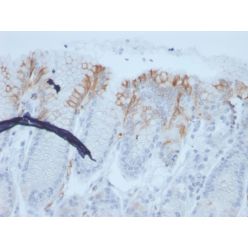 MUC2 (Mucin 2)(rMLP/842), CF568 conjugate, 0.1mg/mL