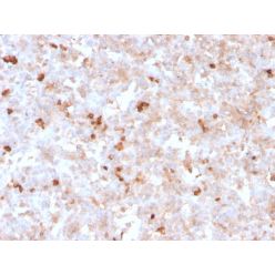 Lambda Light Chain (B-Cell Marker)(rLLC/1738), CF568 conjugate, 0.1mg/mL