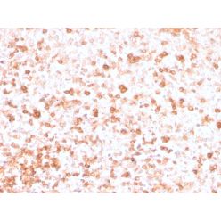 Human Lambda Light Chain (B-Cell Marker)(rLLC/3777), CF568 conjugate, 0.1mg/mL