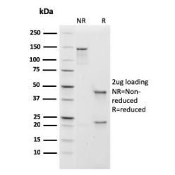 Human IgM (Immunoglobulin Mu Heavy Chain) (B-Cell Marker)(rIGHM/1623), CF568 conjugate, 0.1mg/mL