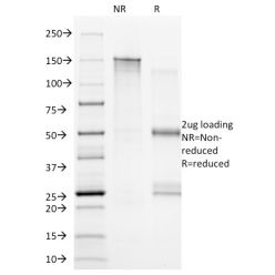 CD20(B9E9), CF770 conjugate, 0.1mg/mL