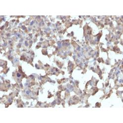 CD284 / TLR4(TLR4/230), CF770 conjugate, 0.1mg/mL