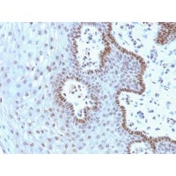 c-Myc(9E10.3), CF770 conjugate, 0.1mg/mL