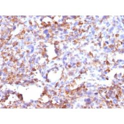 CD68(CD68/G2), CF770 conjugate, 0.1mg/mL