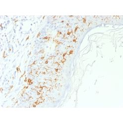 CD1a / HTA1 (Mature Langerhans Cells Marker), CF740 conjugate, 0.1mg/mL
