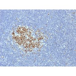 Bcl-6 (Follicular Lymphoma Marker) (BCL6/1718), CF740 conjugate, 0.1mg/mL