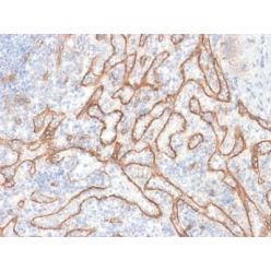 Catenin, beta (CTNNB1) (CTNNB1/2030R), CF740 conjugate, 0.1mg/mL