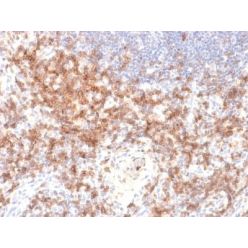 CD27 (Tumor Necrosis Factor Receptor Superfamily 7) (LPFS2/2034R), CF740 conjugate, 0.1mg/mL
