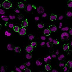 CD43 (T-Cell Marker) (SPN/2049R), CF740 conjugate, 0.1mg/mL