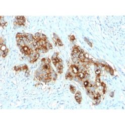 Carcinoembryonic Antigen (CEA) / CD66 (C66/2055R), CF740 conjugate, 0.1mg/mL