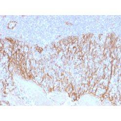 Catenin, beta (p120)(CTNNB1/2099), CF740 conjugate, 0.1mg/mL