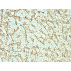 Albumin (Transport Protein)(ALB/2142), CF740 conjugate, 0.1mg/mL