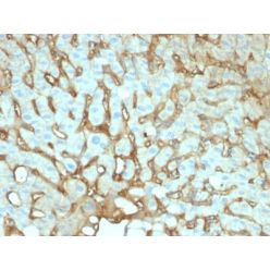 Albumin (Transport Protein) (ALB/2144), CF740 conjugate, 0.1mg/mL
