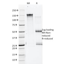 Annexin A1 / (Hairy Cell Leukemia Marker)(5E4/1), CF740 conjugate, 0.1mg/mL