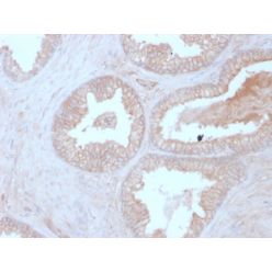 Calcineurin B / PPP3R1(CALNB/2342), CF740 conjugate, 0.1mg/mL