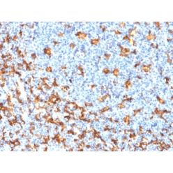AIF1 / Iba1 (Microglia Marker) (rAIF1/1909), CF740 conjugate, 0.1mg/mL