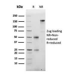 Albumin (Transport Protein)(ALB/2355), CF740 conjugate, 0.1mg/mL