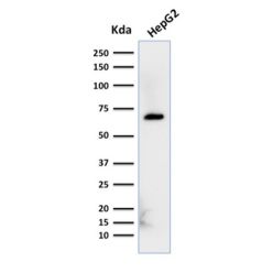 Albumin (Transport Protein)(ALB/2356), CF740 conjugate, 0.1mg/mL