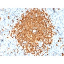 BOB.1 (B-Cell Marker) (BOB1/2424), CF740 conjugate, 0.1mg/mL